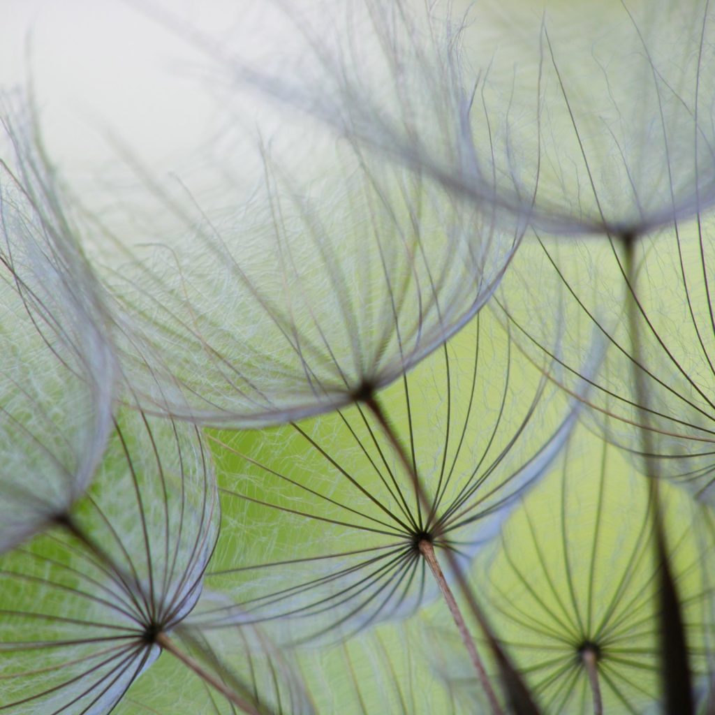 Close-up of dandelion seed with an abstract touch